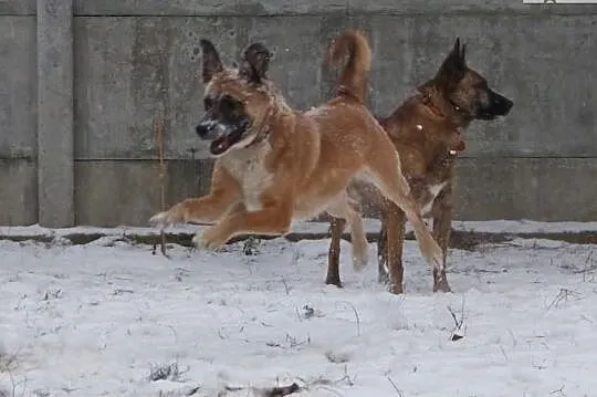 Natka wspaniała sunia poleca się do adopcji pokochaj ją, Mazowieckie, Warszawa