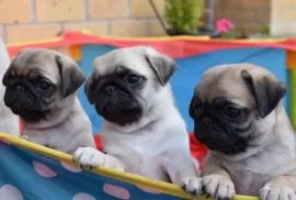 Pug Mopsik Pugs (FCI)...............................email.... {{smagdalena227@gmail.com}}