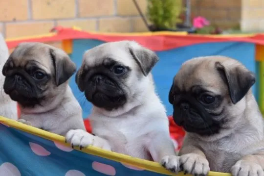 Pug Mopsik Pugs (FCI)...............................email.... {{smagdalena227@gmail.com}}
