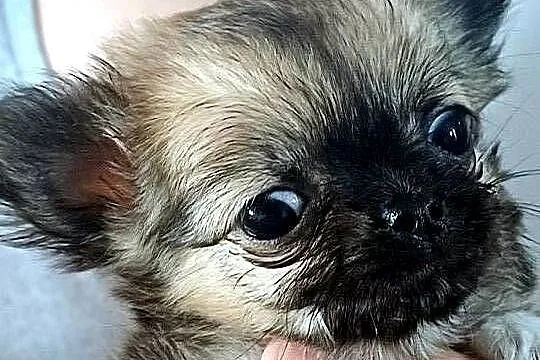 Chihuahua Maleńka Dziewczynka