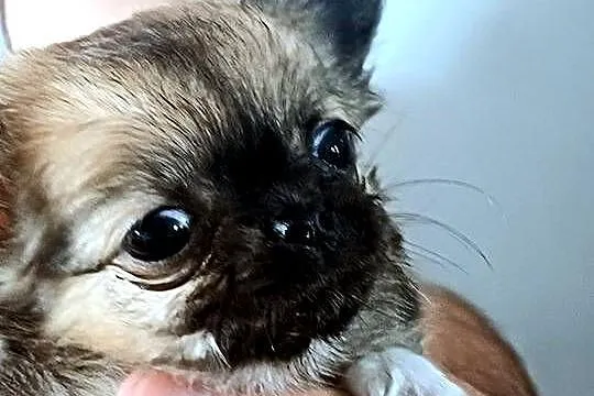 Chihuahua Maleńka Dziewczynka, Łódzkie, Zgierz