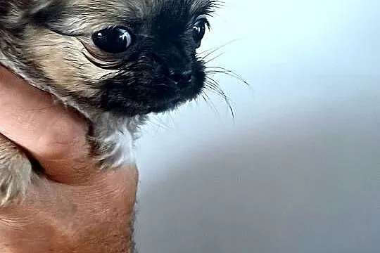 Chihuahua Maleńka Dziewczynka, Łódzkie, Zgierz