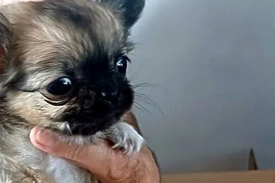 Chihuahua Maleńka Dziewczynka, Łódzkie, Zgierz