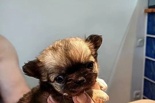 Chihuahua Maleńka Dziewczynka, Łódzkie, Zgierz