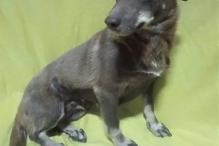 CZEKOLADKA - malutka, delikatna 8 kg sunia szuka domu!,  łódzkie Łódź, Łódzkie, Łódź