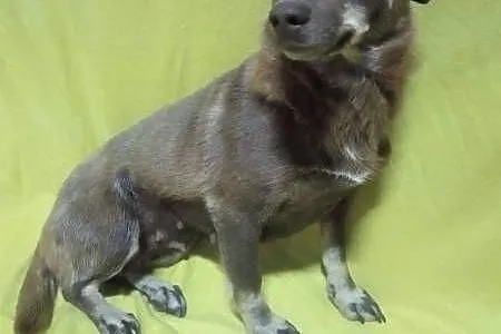 CZEKOLADKA - malutka, delikatna 8 kg sunia szuka domu!,  łódzkie Łódź, Łódzkie, Łódź