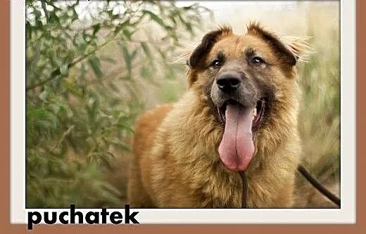 PUCHATEK,duży 40 kg pies stróżujący do domu z ogro