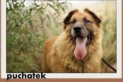 PUCHATEK,duży 40 kg pies stróżujący do domu z ogro