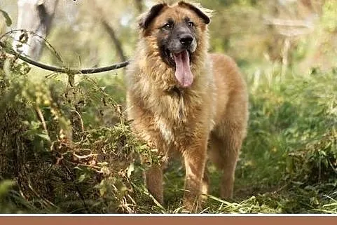PUCHATEK,duży 40 kg pies stróżujący do domu z ogro