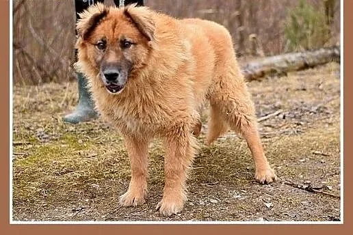 PUCHATEK,duży 40 kg pies stróżujący do domu z ogro