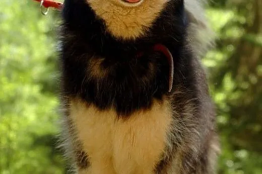 Zefir - wesoły psiak mix husky czeka na kochający 