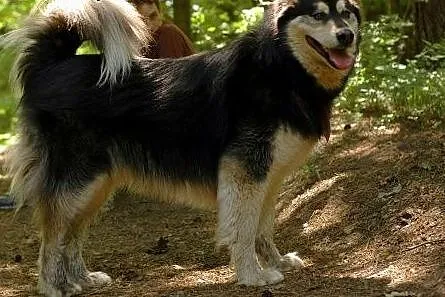 Zefir - wesoły psiak mix husky czeka na kochający 