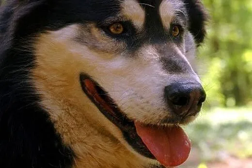 Zefir - wesoły psiak mix husky czeka na kochający 