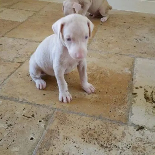 Wyjątkowe szczenięta dobermana albinosów... napisz do mnie na WhatsApp: +44 7453 907158, , Przedmieście Szczebrzeszyńskie