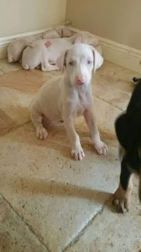 Wyjątkowe szczenięta dobermana albinosów... napisz do mnie na WhatsApp: +44 7453 907158, , Przedmieście Szczebrzeszyńskie