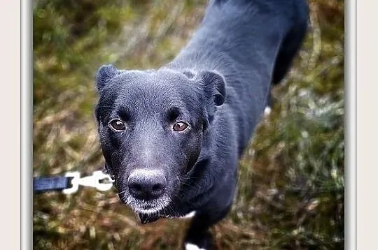 MILA,15kg,średnia,przyjazna,sterylizowana suczka.ADOPCJA, Małopolskie, Tarnów
