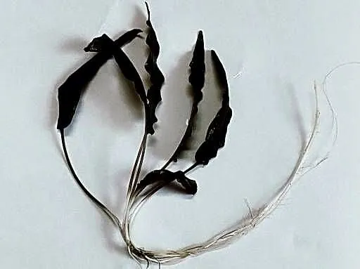 Kryptokoryna brązowa 5 SZTUK (Cryptocoryne wendtii brown), Świętokrzyskie, Ostrowiec Świętokrzyski