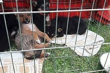 5 szczeniaków szuka domków,  śląskie Mikołów