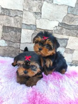 Szczenięta York Terrier do adopcji E-mail.. {{amandinelisa01@gmail.com}},