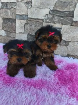 Szczenięta York Terrier do adopcji E-mail.. {{amandinelisa01@gmail.com}},, , Katowice