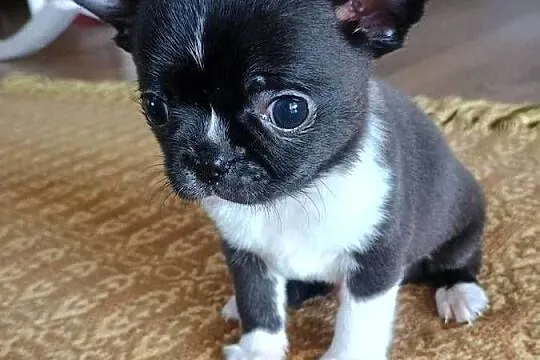 Chihuahua malutki xxs gorzka czekolada, Łódzkie, Radomsko
