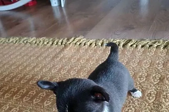 Chihuahua malutki xxs gorzka czekolada, Łódzkie, Radomsko