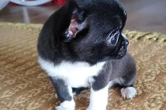 Chihuahua malutki xxs gorzka czekolada, Łódzkie, Radomsko