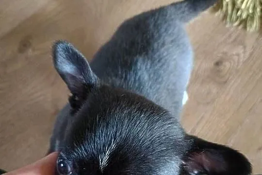 Chihuahua malutki xxs gorzka czekolada, Łódzkie, Radomsko