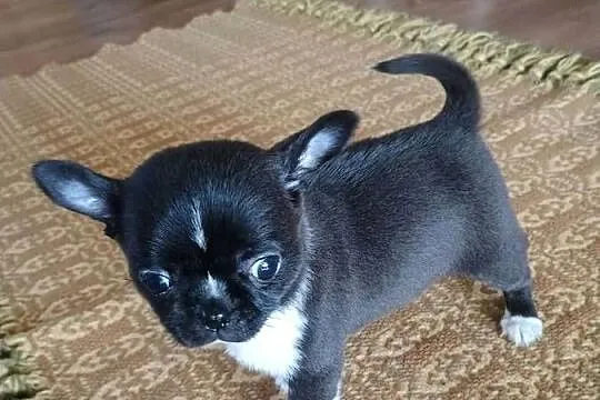 Chihuahua malutki xxs gorzka czekolada, Łódzkie, Radomsko