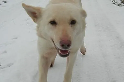 Suri - przyjazna sunia w typie husky szuka kochają