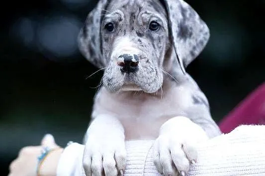 Dog niemiecki samiec merle 10tyg