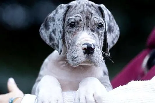 Dog niemiecki samiec merle 10tyg, Mazowieckie, Mszczonów