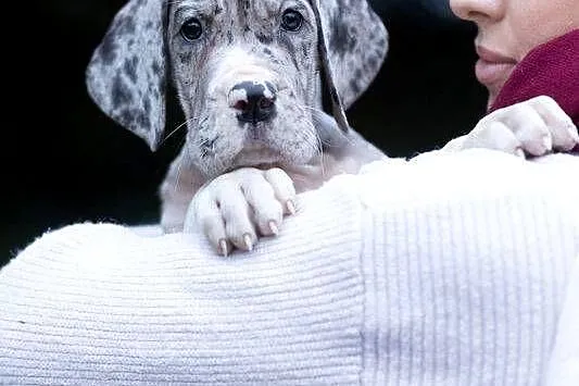 Dog niemiecki samiec merle 10tyg, Mazowieckie, Mszczonów