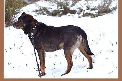 BORO,15kg,łagodny,wesoły,towarzyski pies średni.AD