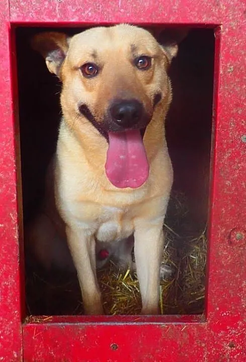 Tobi do adopcji, Kundelki cała Polska