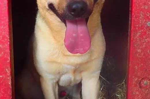 Tobi do adopcji,  Kundelki cała Polska