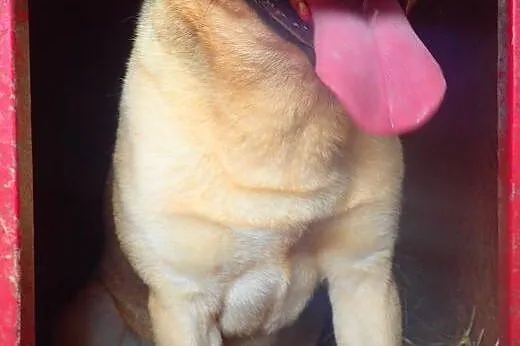 Tobi do adopcji,  Kundelki cała Polska