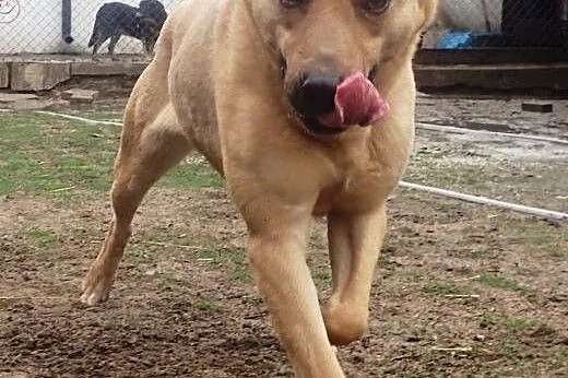 Tobi do adopcji,  Kundelki cała Polska