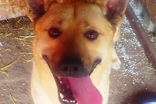 Tobi do adopcji,  Kundelki cała Polska