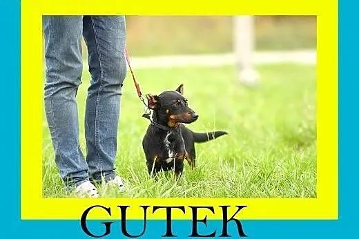 6kg,2letni,przytulaśny,nieduży,wesoły,pies GUTEK,  dolnośląskie Wrocław