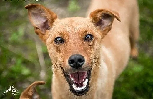 Pepa - nieduża, młoda, łagodna suczka do adopcji!