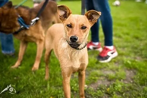 Pepa - nieduża, młoda, łagodna suczka do adopcji! 