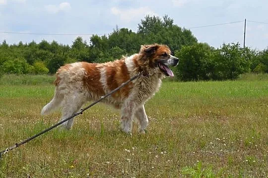 Benio-potrzebuje doświadczonego, odpowiedzialnego 