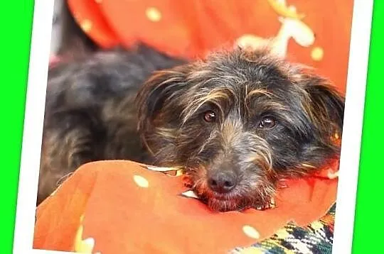 Kudłaty przytulak LOPEZ,łagodny,przyjazny,średni piesek.ADOPCJA