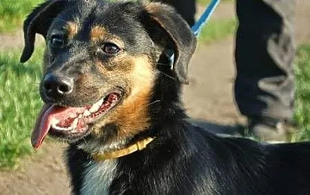 9-miesięczny Franio traci dom tymczasowy,pilnie sz