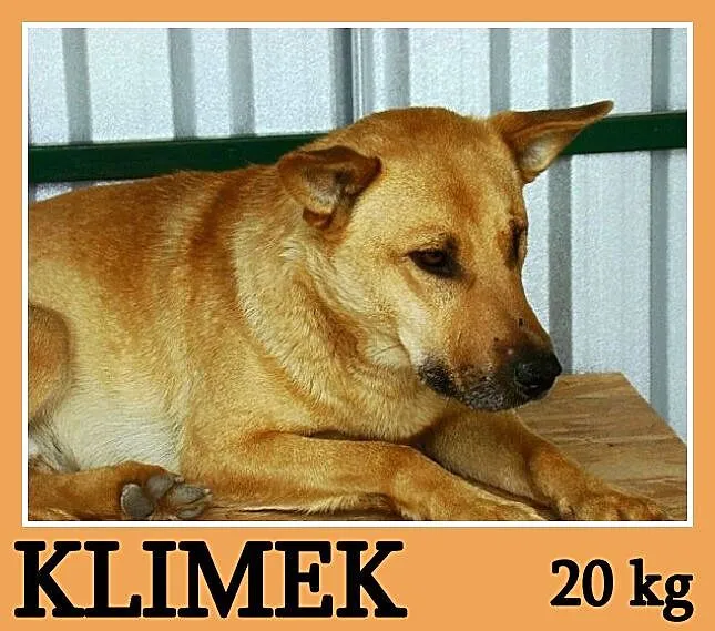 Do domu z ogródkiem, średni 20 kg,2 letni, spokojn