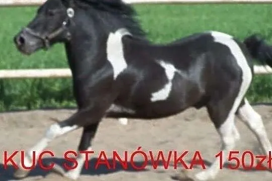 Kuc ogierek 120 cm wzrostu stanówka sprzedaż, Wielkopolskie, Szamotuły