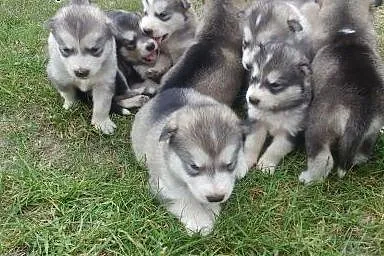Piękne malamuty ,  łódzkie Sieradz