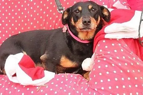 Molly - skrzywdzona sunia szuka kochającego domku,  łódzkie Łódź
