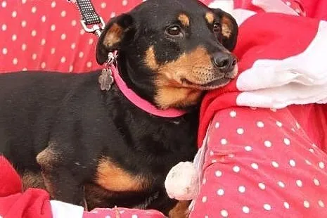 Molly - skrzywdzona sunia szuka kochającego domku,